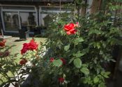 Jardin de roses